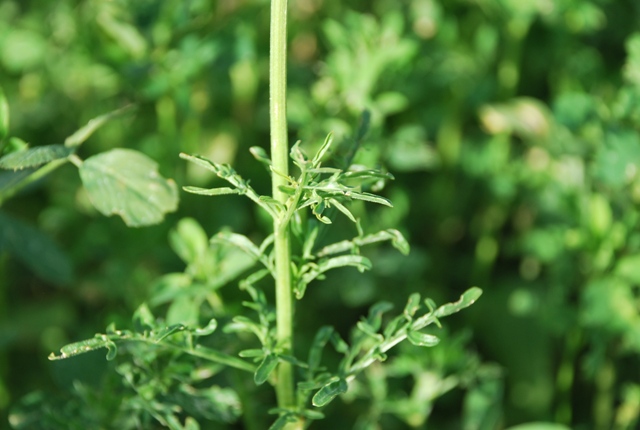 Reseda lutea / Reseda comune
